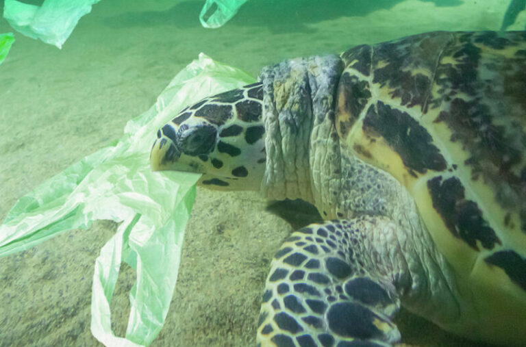 Sea turtle entangled in plastic waste, illustrating the environmental impact linked to fast fashion and the importance of ESG in fashion practices