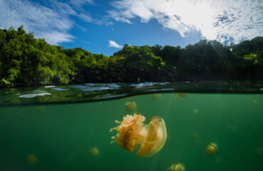Jellyfish floating in clear ocean water near lush green coast – visual reminder of No Oceans No Future