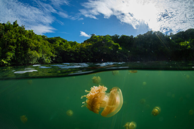 Jellyfish floating in clear ocean water near lush green coast – visual reminder of No Oceans No Future