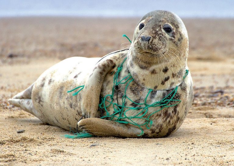 Seal entangled in plastic fishing net on the beach – showing the problems plastic pollution creates for wildlife