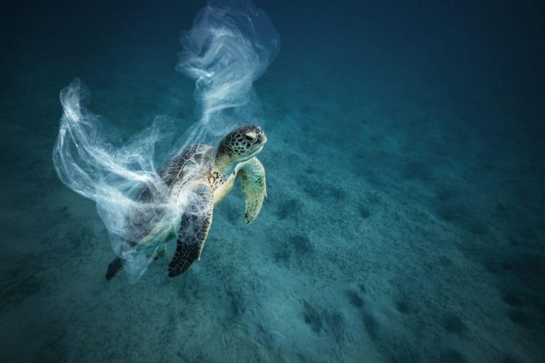 Sea turtle entangled in plastic waste – powerful image illustrating plastic pollution in the ocean and its impact on marine life
