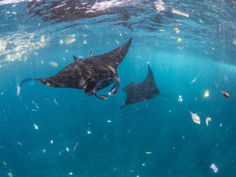 Two manta rays swimming among floating debris in the ocean – detect ocean plastic with NASA satellite technology